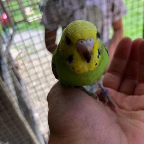vogel