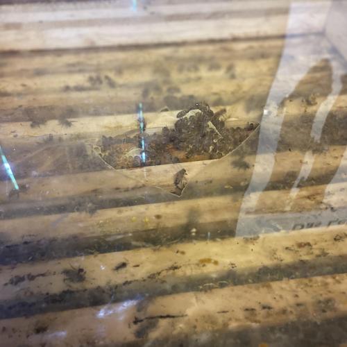 Bienen