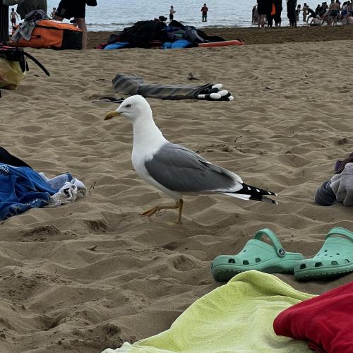 Möwe