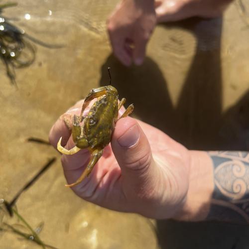 Crab
