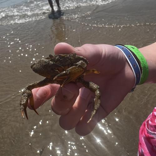Crab