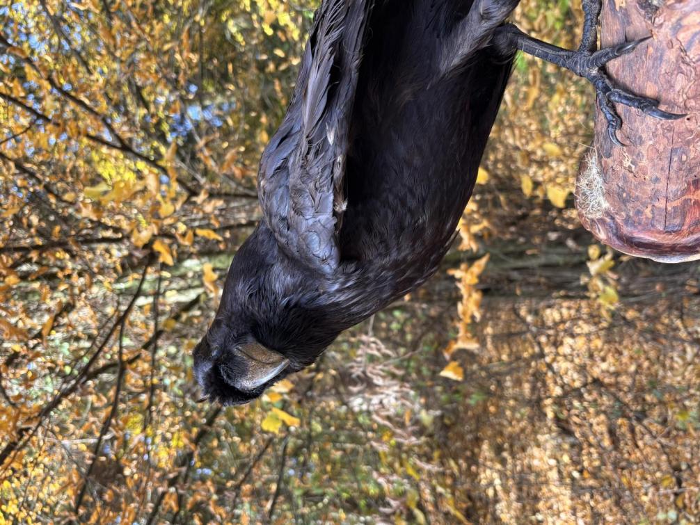 © MS Brixlegg Jäger